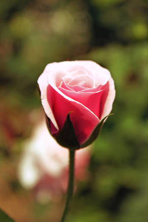 Pink Rose Flower Wallpaper