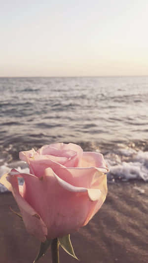 Pink Rose Summer Beach Sunset Wallpaper