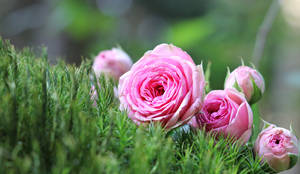 Pink Roses In A Bouquet On Desktop Wallpaper