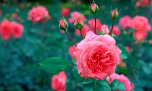 Pink Roses In The Garden Wallpaper