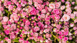 Pink Roses With Green Leaves Wallpaper