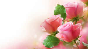Pink Roses With Green Leaves Wallpaper
