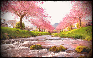 Pink Sakura Trees Japanese Nature Wallpaper