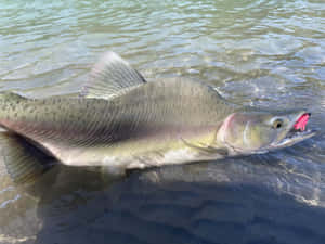 Pink Salmon Caughtin River Wallpaper