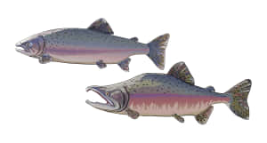 Pink Salmon Illustration Wallpaper