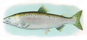 Pink Salmon Illustration Wallpaper