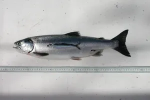 Pink Salmon Measurement Wallpaper