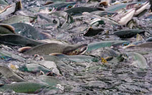 Pink Salmon Spawning Frenzy.jpg Wallpaper