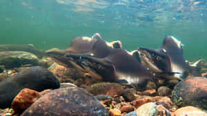 Pink Salmon Spawning Underwater Wallpaper