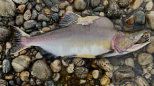 Pink Salmonon Riverbed Wallpaper