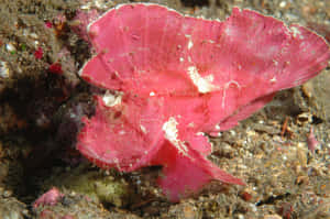 Pink Scorpionfish Camouflage.jpg Wallpaper