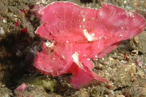 Pink Scorpionfish Camouflage.jpg Wallpaper