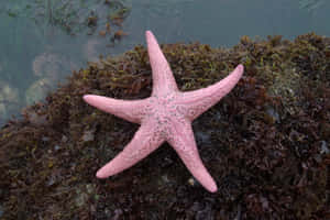 Pink Sea Staron Seaweed Wallpaper