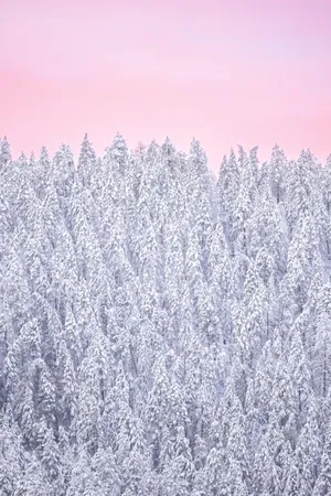 Pink Sky Snow Covered Forest Wallpaper