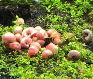 Pink Snail On A Natural Background Wallpaper