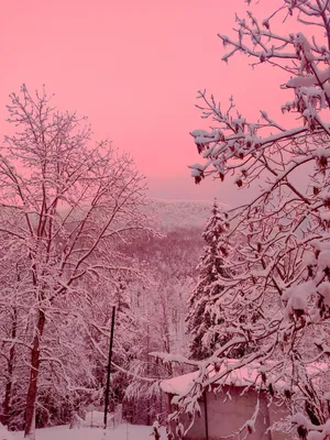 Pink Snowy Winter Landscape Wallpaper