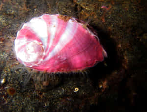 Pink Striped Sea Snail Wallpaper