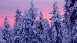 Pink Sunset Winter Forest.jpg Wallpaper