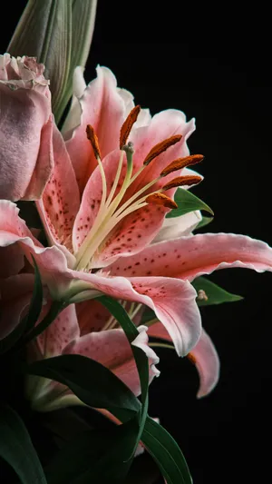 Pink Tiger Lily Bloom Wallpaper