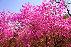 Pink Trees Means Being Considerate To Others Wallpaper
