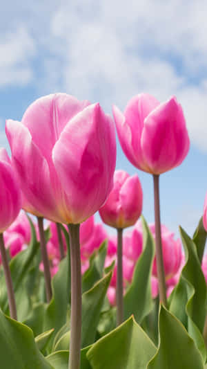 Pink_ Tulips_ Against_ Spring_ Sky.jpg Wallpaper