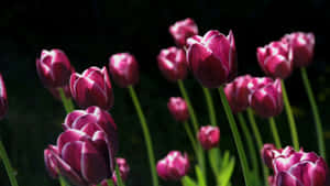 Pink Tulips In Green Garden Wallpaper