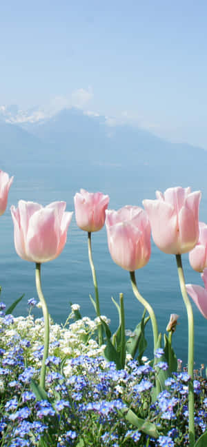 Pink Tulips Lake Mountain View Wallpaper