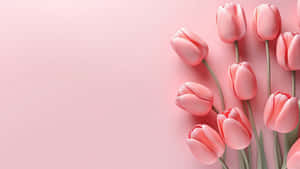 Pink Tulips Sweetest Day Background Wallpaper
