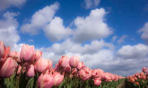 Pink Tulips Under Blue Sky Wallpaper