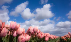 Pink Tulips Under Blue Sky Wallpaper