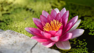 Pink Water Lily In Green Pond Wallpaper