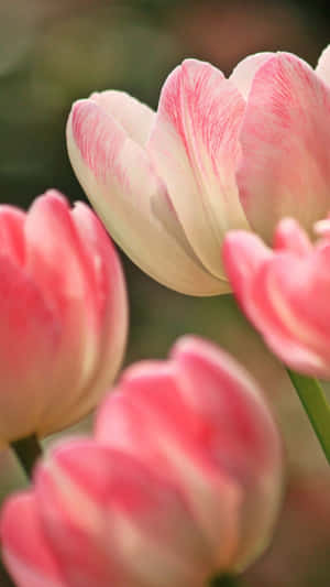 Pink White Tulips Springtime Wallpaper