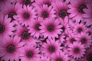 Pink Wildflowers Daisies Wallpaper