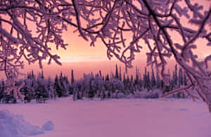 Pink Winter Sunset Forest Landscape Wallpaper