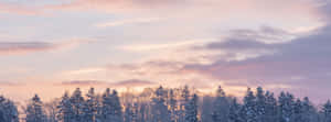 Pink Winter Sunset Forest Snowscape Wallpaper