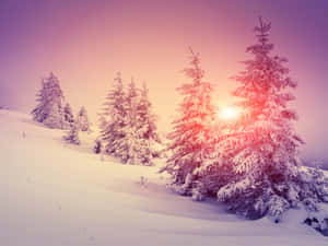 Pink Winter Sunset Snowscape Wallpaper