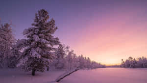 Pink Winter Sunset Snowscape Wallpaper