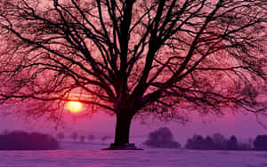 Pink Winter Sunset Tree Snowscape Wallpaper