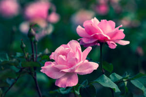 Pink Zoom Flower Roses In Garden Wallpaper