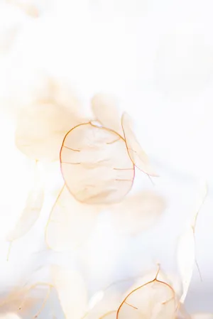 Pinkish Beige Flower Abstract Wallpaper