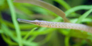 Pipefish Camouflaged Amongst Seagrass.jpg Wallpaper