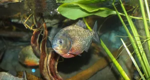 Piranha Swimming Among Aquatic Plants Wallpaper