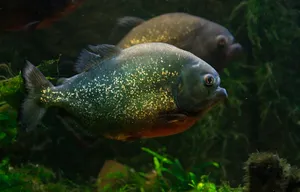 Piranha Swimming Underwater Wallpaper