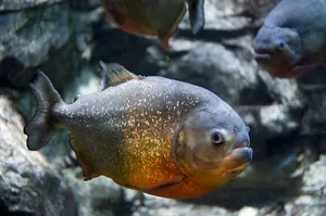 Piranha Swimming Underwater.jpg Wallpaper