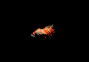 Pistol Shrimp In Darkness Wallpaper
