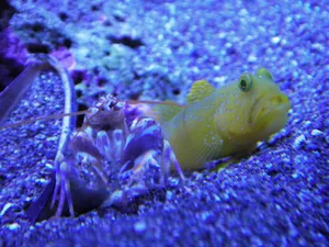 Pistol Shrimp With Goby Fish Wallpaper
