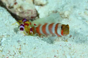 Pistol Shrimp With Goby Friendship Wallpaper