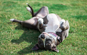 Pitbull Showing Its Stomach Wallpaper