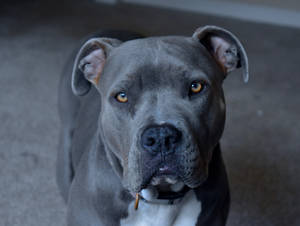 Pitbull With Beautiful Gray Fur Wallpaper