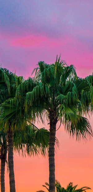 Pixel 3 Xl Palm Trees Pink Skies Wallpaper